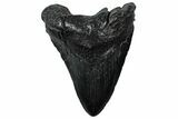 Fossil Megalodon Tooth - South Carolina #299439-1